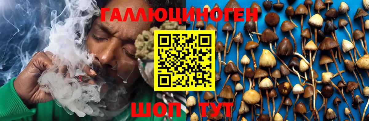 Галлюциногенные грибы MAGIC MUSHROOMS  Вход с VPN  купить наркотики сайты  Камышин 
